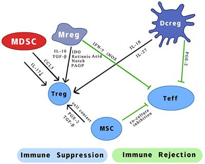 The Role of Regulatory Myeloid Cell Therapy in Renal Allograft Rejection